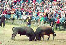 Bullfights